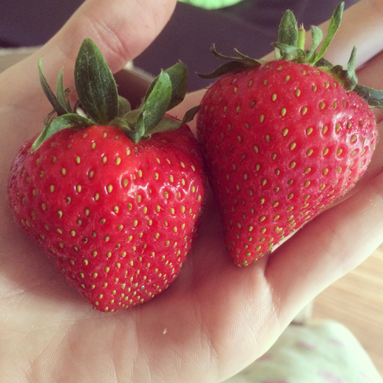 Biggest-Strawberries-Ever
